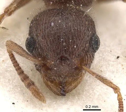 Tetramorium baufra specimen