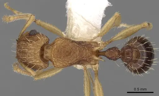 Tetramorium belgaense specimen