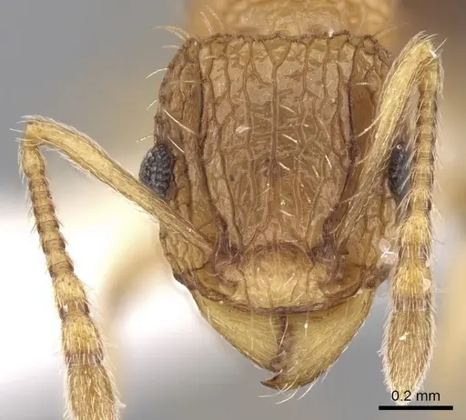 Tetramorium belgaense specimen
