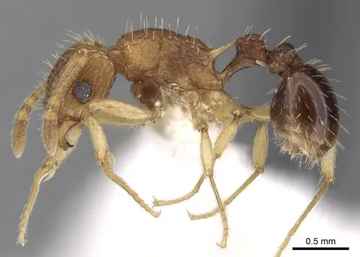Tetramorium belgaense specimen