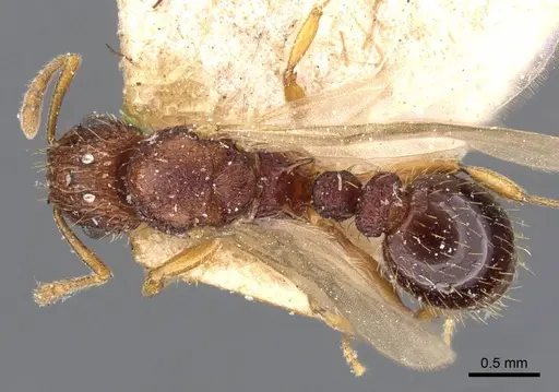 Tetramorium belgaense - CASENT0909185