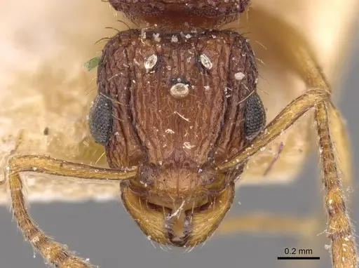 Tetramorium belgaense - CASENT0909185