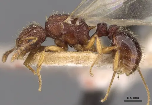 Tetramorium belgaense - CASENT0909185