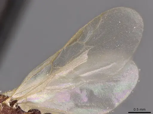 Tetramorium belgaense - CASENT0909185