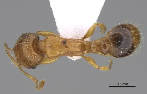 Tetramorium bellerophoni specimen