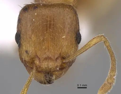 Tetramorium bellerophoni specimen