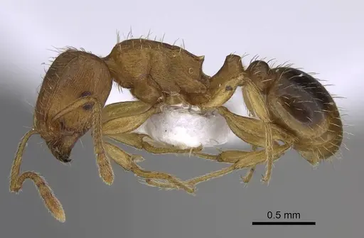 Tetramorium bellerophoni specimen