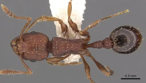 Tetramorium bellicosum specimen