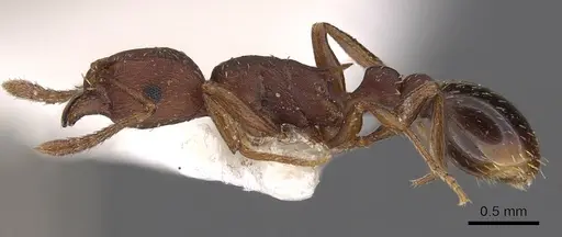 Tetramorium bellicosum specimen