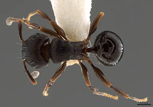 Tetramorium bendai specimen