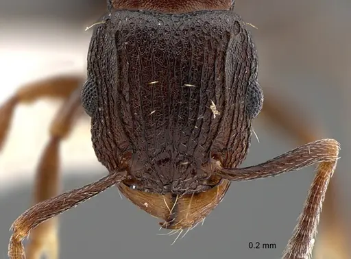 Tetramorium bendai specimen