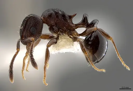 Tetramorium bendai specimen