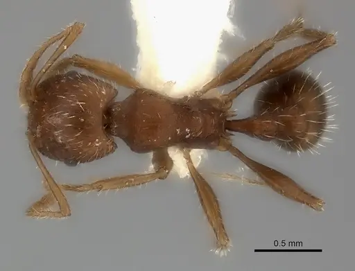 Tetramorium bequaerti specimen