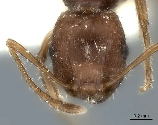 Tetramorium bequaerti specimen
