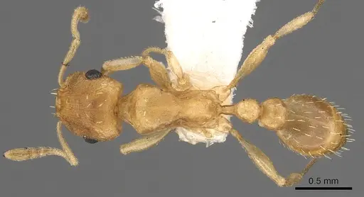 Tetramorium berbiculum specimen