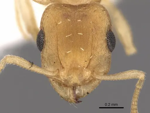 Tetramorium berbiculum specimen