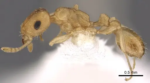 Tetramorium berbiculum specimen