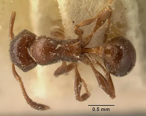 Tetramorium bessonii specimen