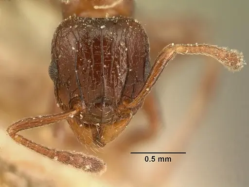 Tetramorium bessonii specimen