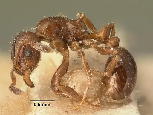 Tetramorium bessonii specimen