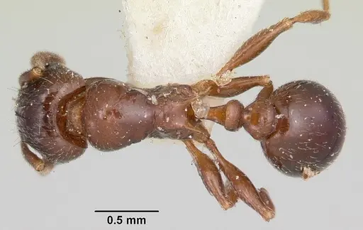 Tetramorium bessonii - CASENT0101278