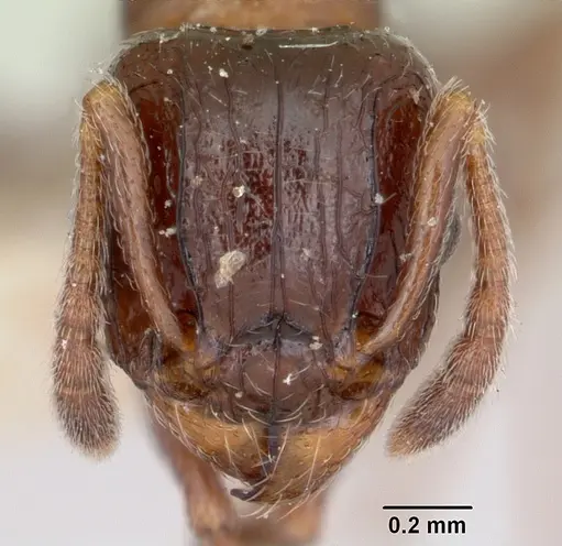 Tetramorium bessonii - CASENT0101278