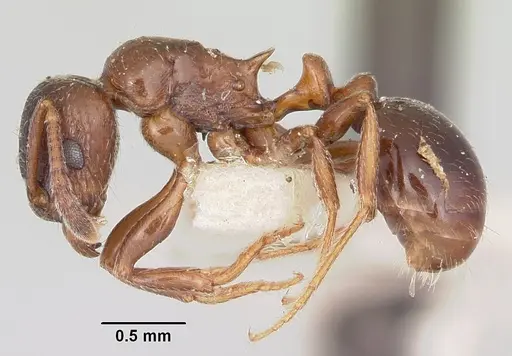 Tetramorium bessonii - CASENT0101278