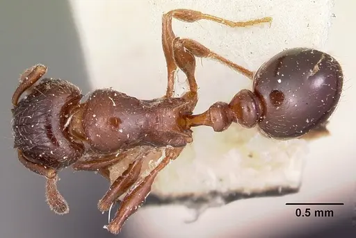 Tetramorium bessonii - CASENT0101297