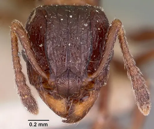 Tetramorium bessonii - CASENT0101297