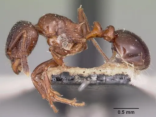 Tetramorium bessonii - CASENT0101297