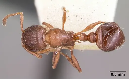 Tetramorium bessonii - CASENT0101298