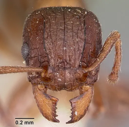 Tetramorium bessonii - CASENT0101298