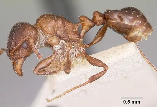 Tetramorium bessonii - CASENT0101298