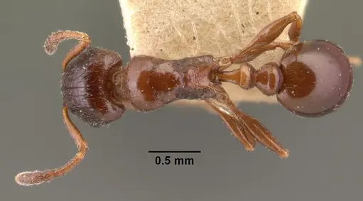Tetramorium bessonii - CASENT0101484