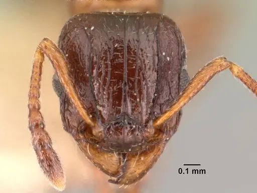 Tetramorium bessonii - CASENT0101484