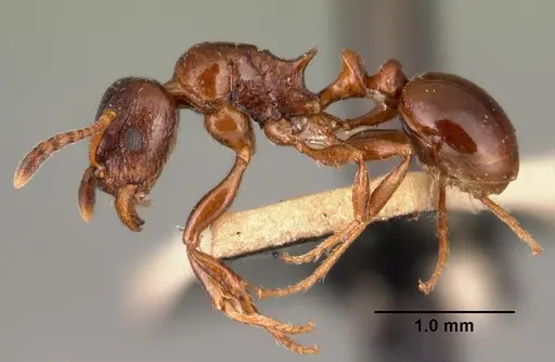 Tetramorium bessonii - CASENT0101484
