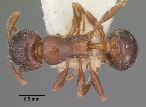 Tetramorium bessonii - CASENT0102347