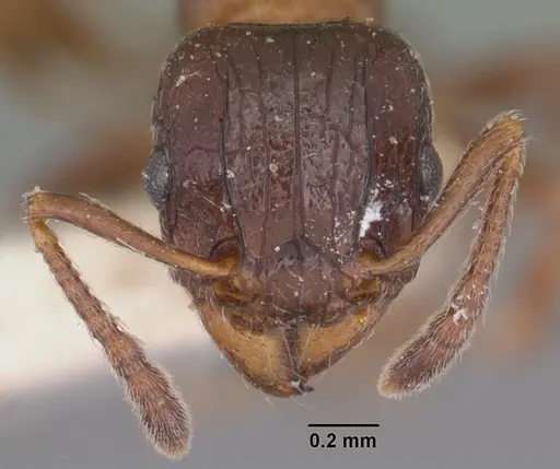 Tetramorium bessonii - CASENT0102347