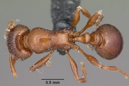 Tetramorium bessonii - CASENT0104606