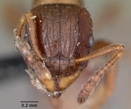 Tetramorium bessonii - CASENT0104606