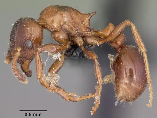 Tetramorium bessonii - CASENT0104606