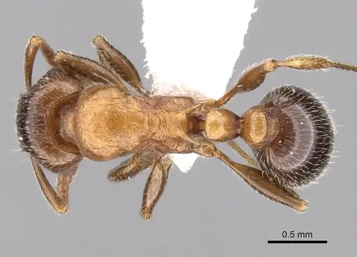 Tetramorium bessonii - CASENT0247550