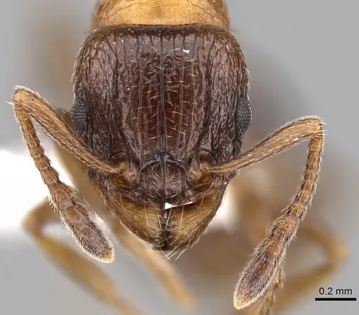 Tetramorium bessonii - CASENT0247550