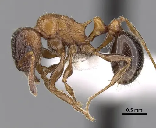 Tetramorium bessonii - CASENT0247550