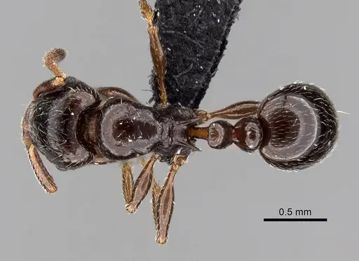 Tetramorium bessonii - CASENT0456799