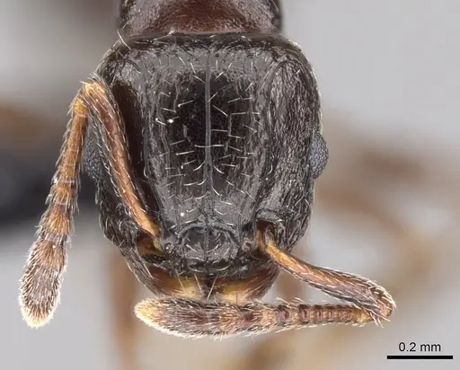 Tetramorium bessonii - CASENT0456799