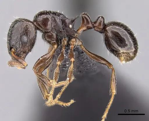 Tetramorium bessonii - CASENT0456799