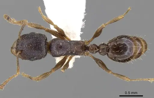 Tetramorium bevisi specimen
