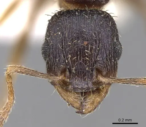 Tetramorium bevisi specimen