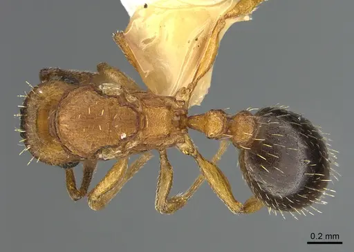 Tetramorium bicarinatum specimen